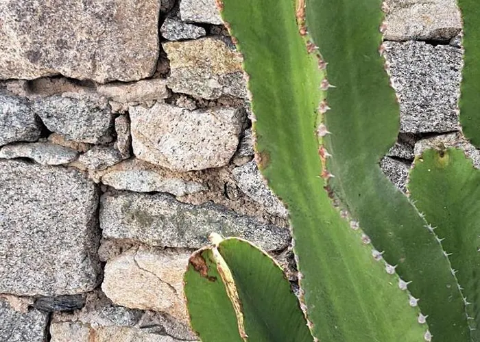 Anixi - Primavera Mykonos Ornos 